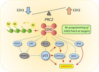 Epigenetic Reprogramming and Emerging Epigenetic Therapies in CML